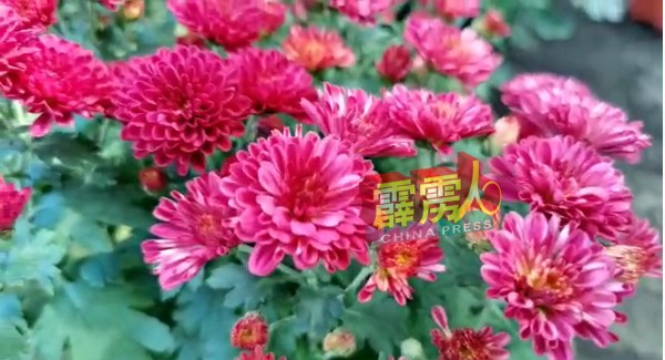 鲜美的红菊花，是新年应节品，价格并没有太大波动。