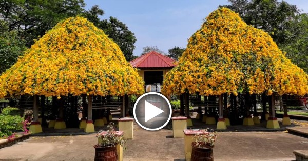 修剪成三角型状的猫爪藤花树种植在昆仑浪休閒公园，结满花儿太美了。