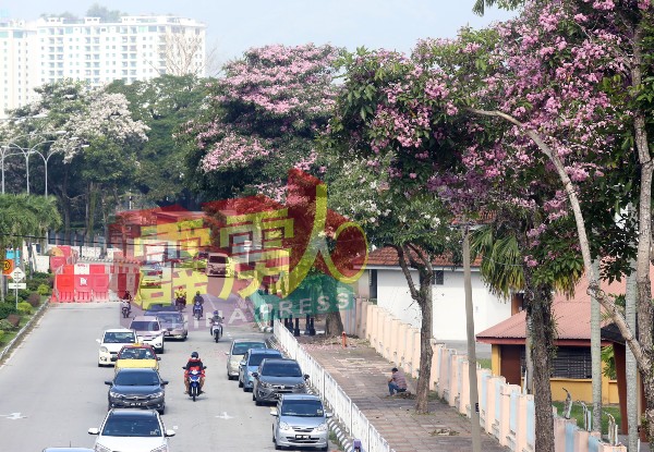 风铃木花期已至，怡保市各大街小巷，已见风铃木花盛开之景。