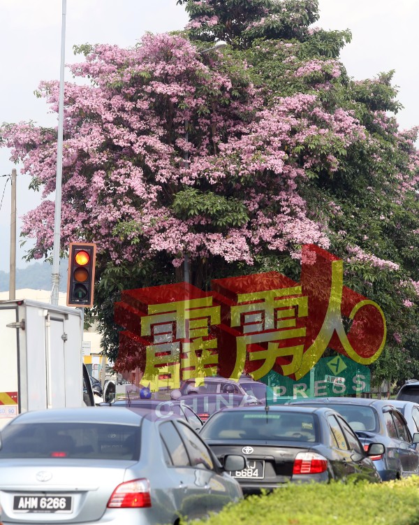 市内处处可见到盛开的风铃木花，市民纷纷赞好美啊。