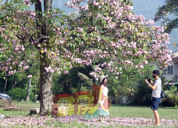 怡市风铃木花盛放，美不胜收，吸引爱花者赏花之馀，也扮美美在树底下拍照打卡。