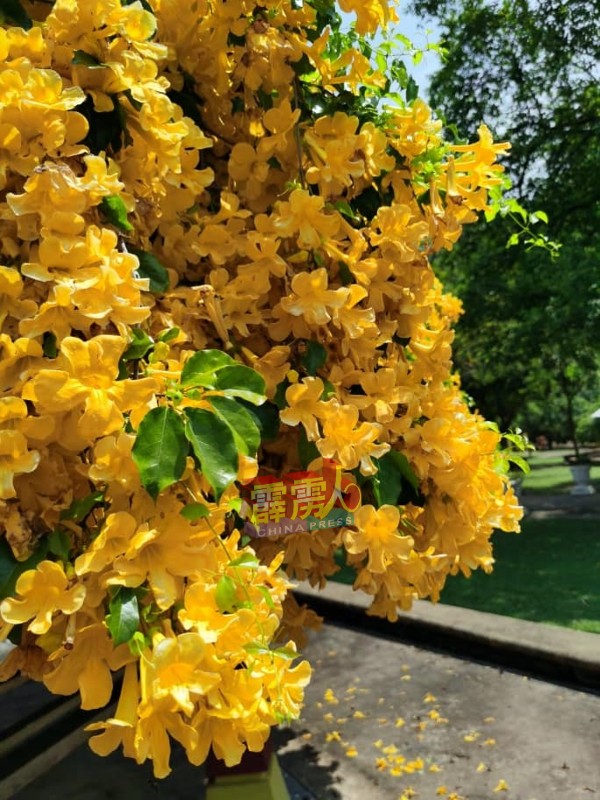 朵朵黄花，在小绿叶亲托下，娇鲜夺目，更飘来阵阵花香。