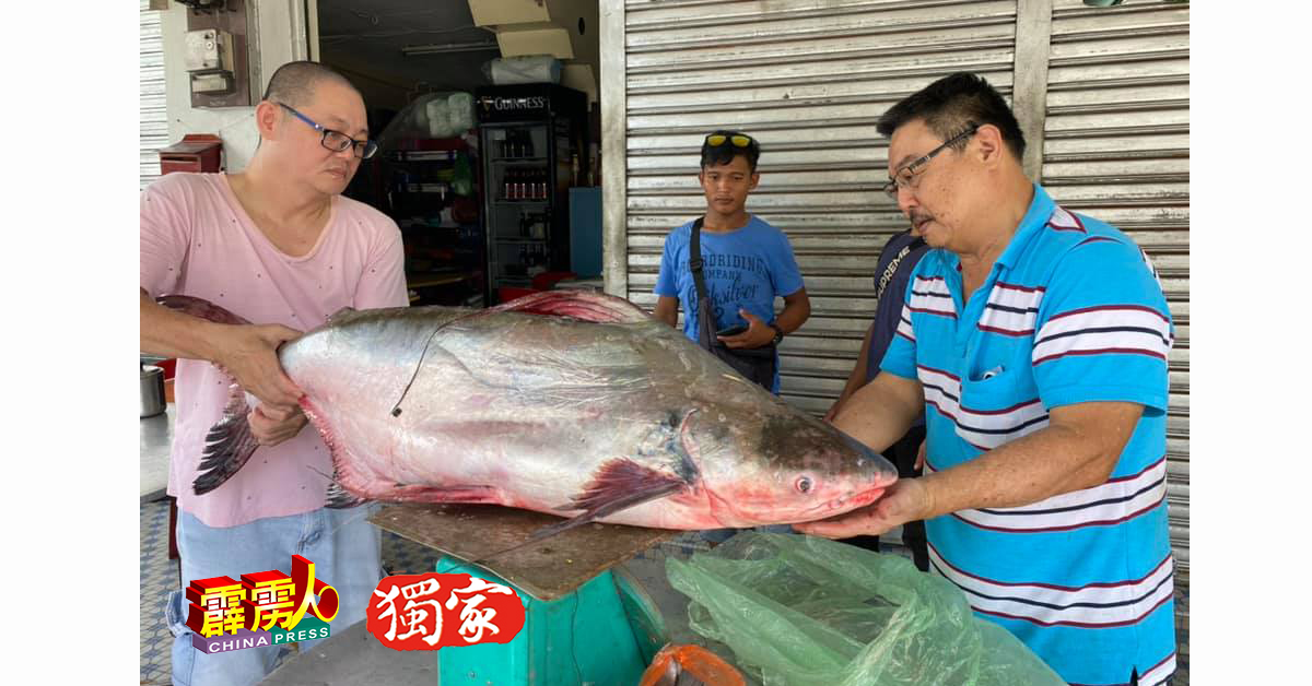 春记饭店前阵子收获21公斤的高鳍巴仃，这种野生河鱼，深受老饕喜爱。