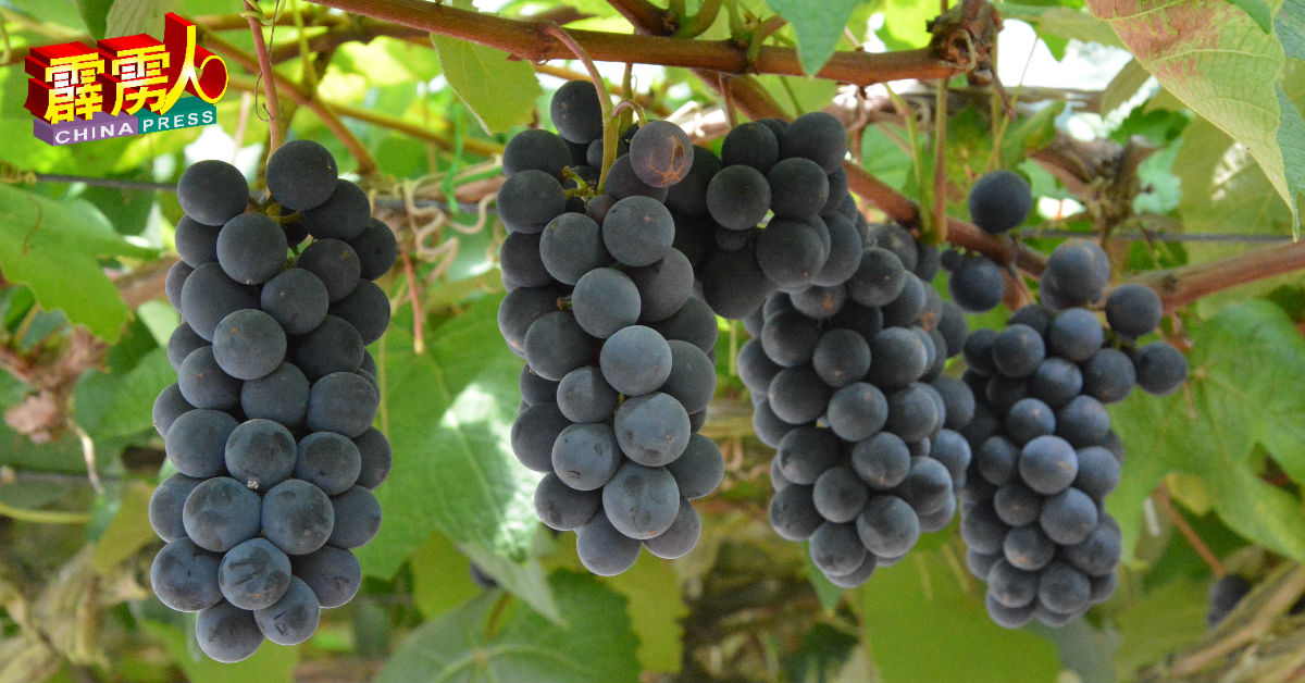 金马仑其实也能种出葡萄，惟鲜少结果，只在6月和12月有机会看到。
