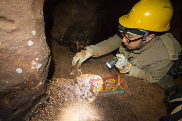 在新邦波赖的无名石山的洞穴内发现大量分散在不同角落的动物化石，并且用肉眼就可看到。图为古生物学和动物考古学研究员林泽昇正在专心挖掘化石。