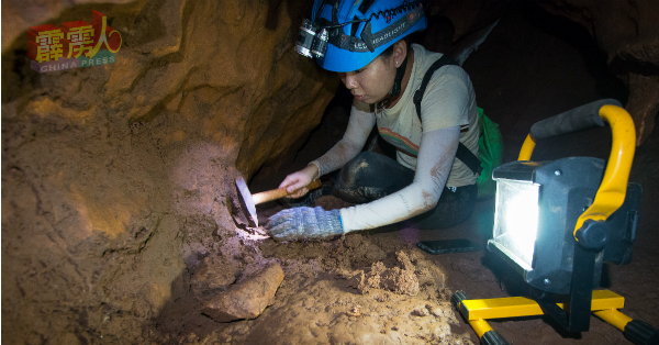 该新邦波赖的无名石山内是个狭长型洞穴，需要匍匐前进才能顺利进入。图为廖慧俽小心翼翼地收集化石。