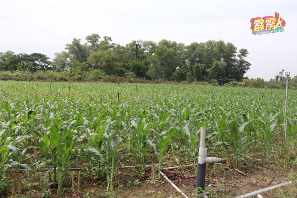受影响的农民大部分是种植玉蜀黍，他们也是依靠相关农作来维持生计。