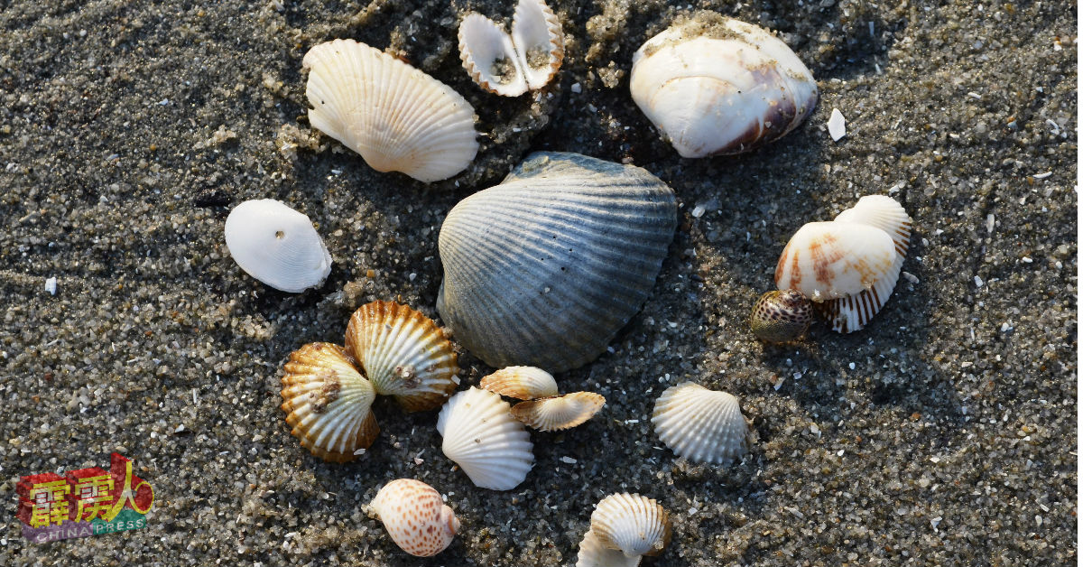 丹绒客巴海滩可寻获不同种类的贝壳。