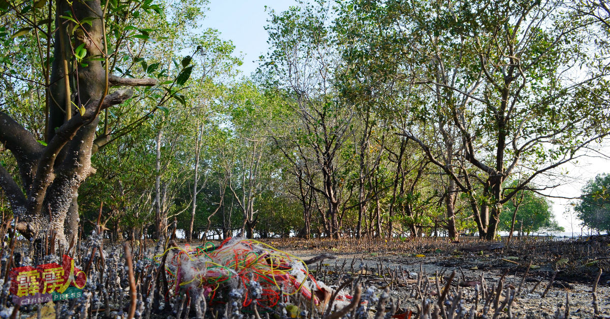 与丹绒客巴海滩相依的红树林，随处可见周围泥地冒出一支支突起的呼吸树根、弹涂鱼及招潮蟹的踪迹。