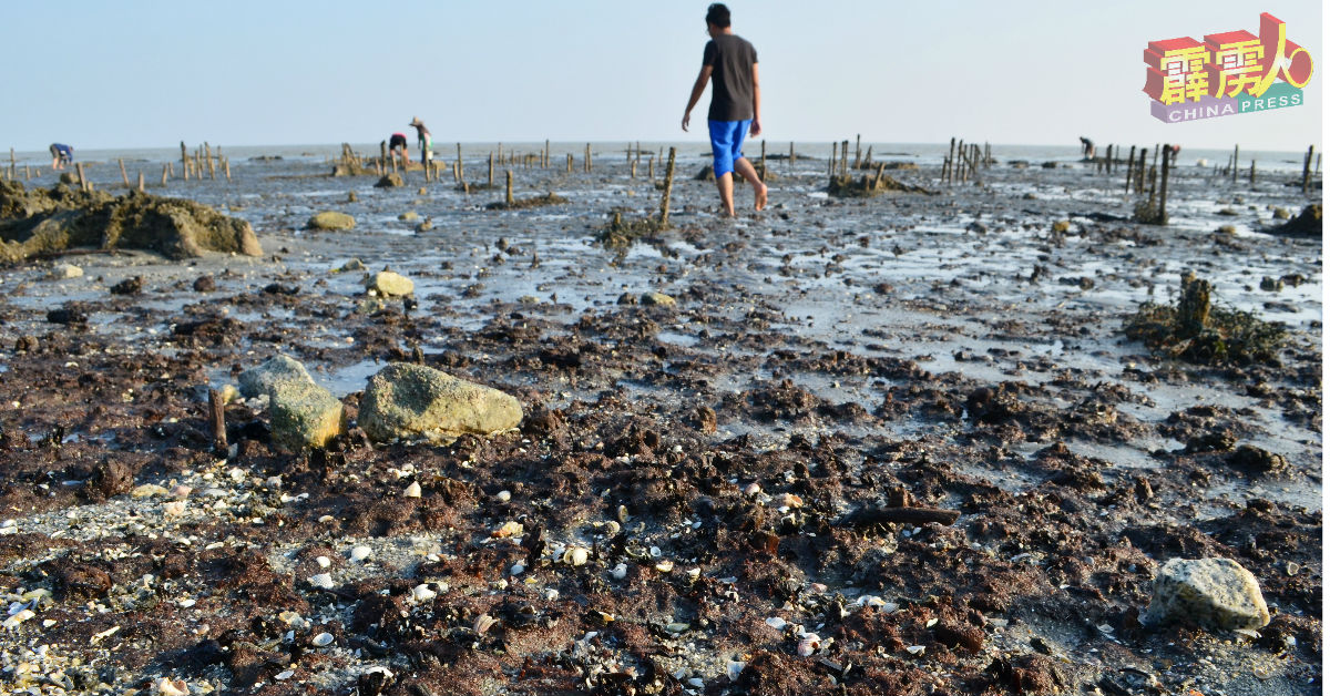 民众趁着退潮，走入丹绒客巴浅海一带挖贝类。