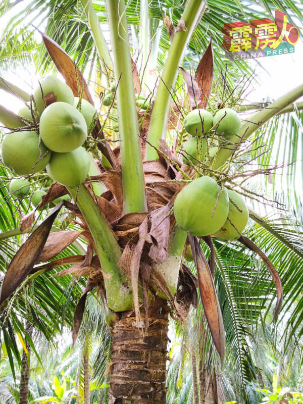 近年来椰子价钱不错，猴患造成椰农巨大损失。