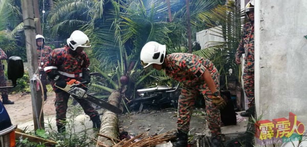 椰树倒下压中住家及一名妇女，消拯员锯开树干，移出妇女并送她往斯里曼绒治疗。