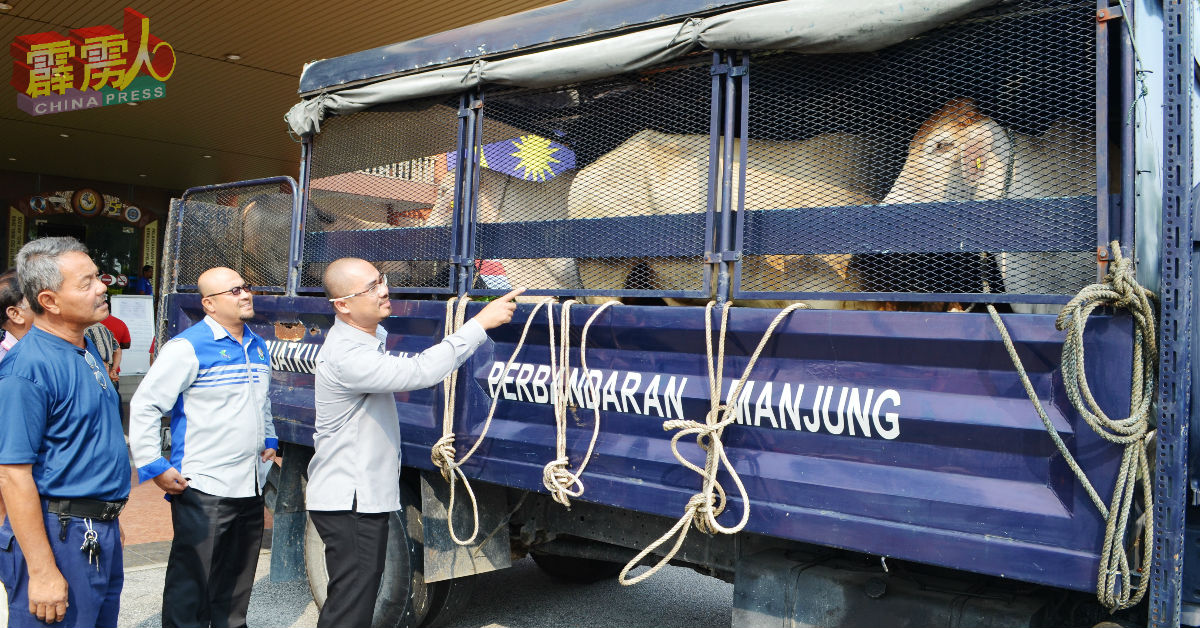 三苏哈兹曼（右起）和曼绒市议会秘书长赫尔米巡视拍卖牛隻。 
