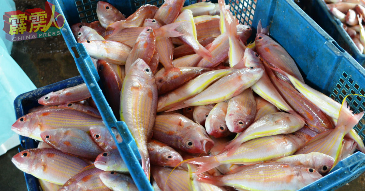 班台的新鲜渔获供应仍足以应付市场需要。