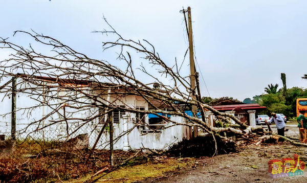 暴风雨刮倒臭豆树并击中一间民宅，导致电线被压断，电流供应一时中断。