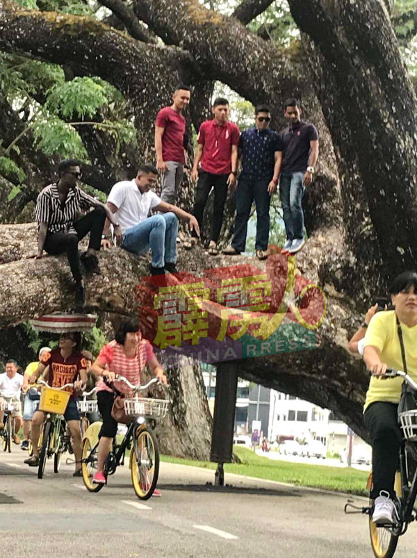 不时有民众爬上雨树树干作乐及拍照，引起爱护雨树环保分子抨击，要求市议会正视。