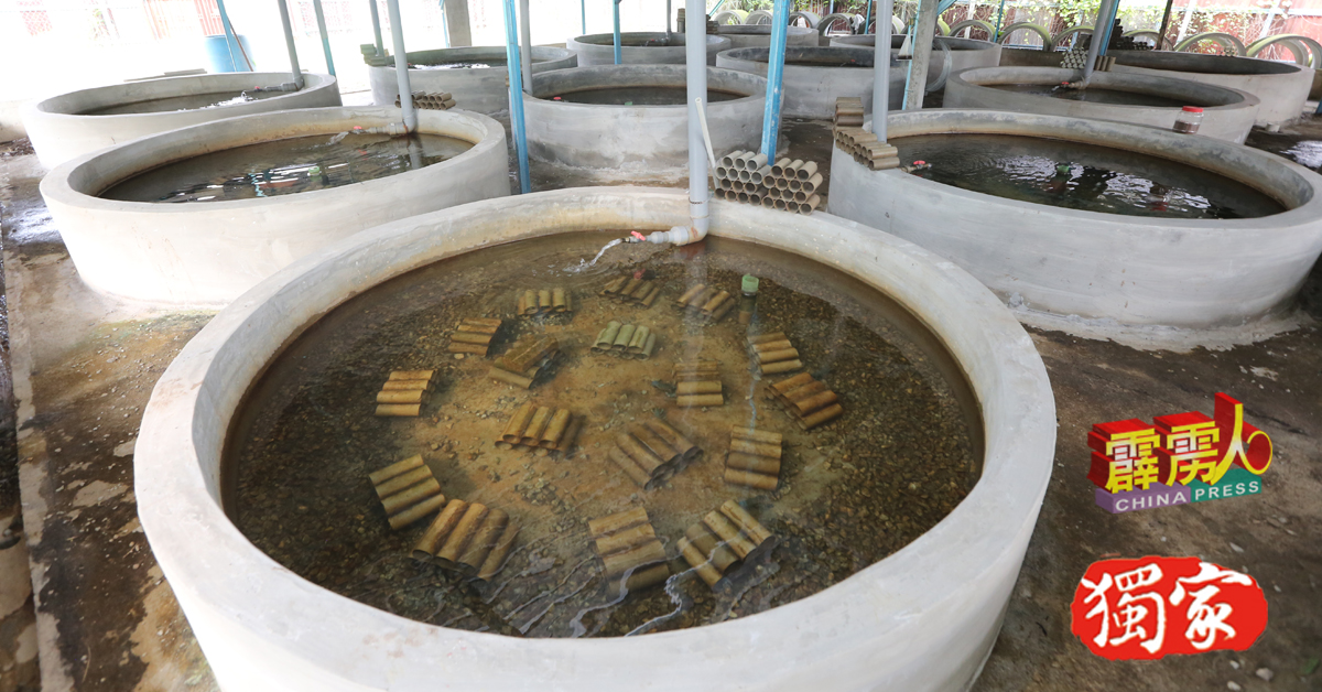 马来甸新村一些空置屋地，被善用来养小龙虾。