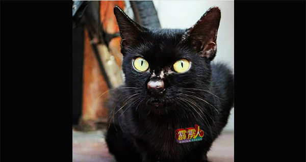 矿地用berolak dapor代替猫的马来文，因为巫裔相信猫是不吉祥的动物，英国人记载猫越过尸体后使后者变成丧尸。