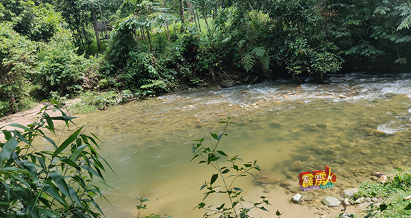 一旦进行森林种植计划，原住民不再享有清澈的河流。