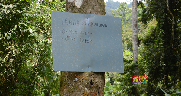 树干贴着通告，显示前方是甘榜双溪咖坡原住民的坟地。
