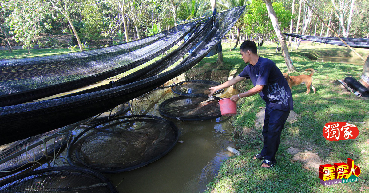 刘政展鱼塘水面上的鱼网设计，也防止水淹鱼塘，鱼儿顺势消失。