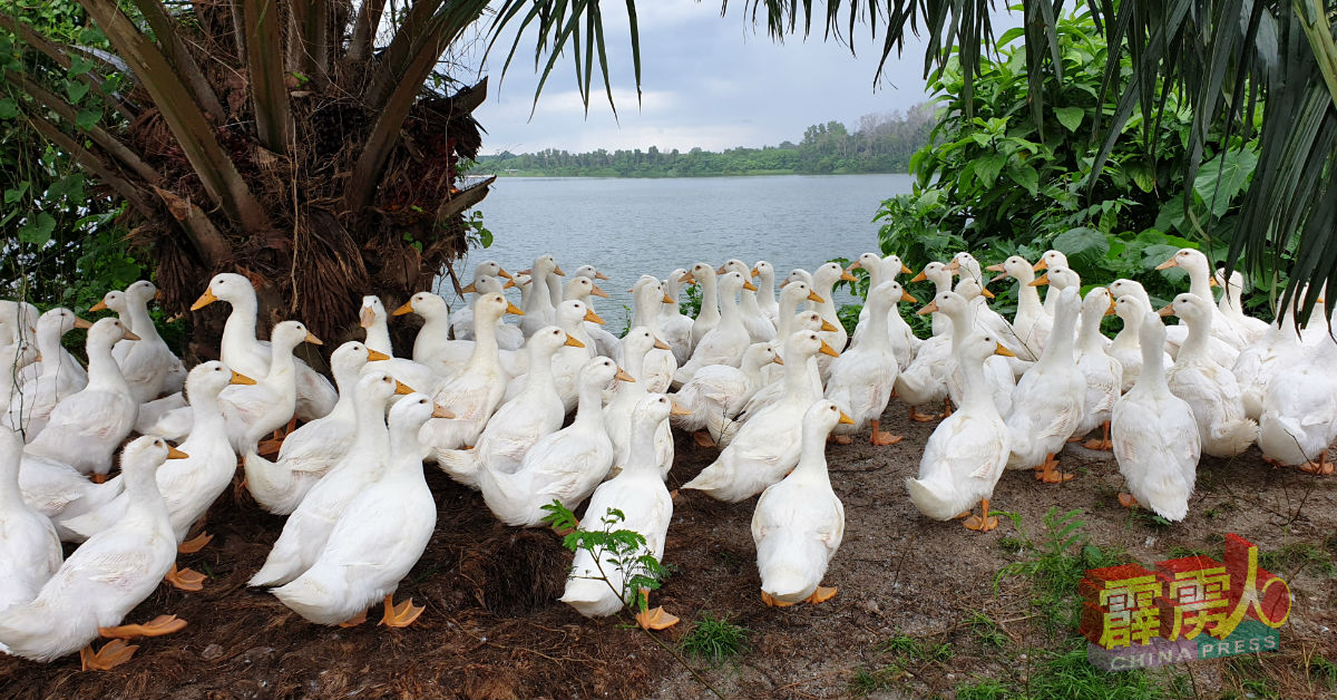 由于鸭子是“水禽”，而在开放式环境中成长的禽畜，比起在室内养殖的禽畜，其压迫感相对较低。