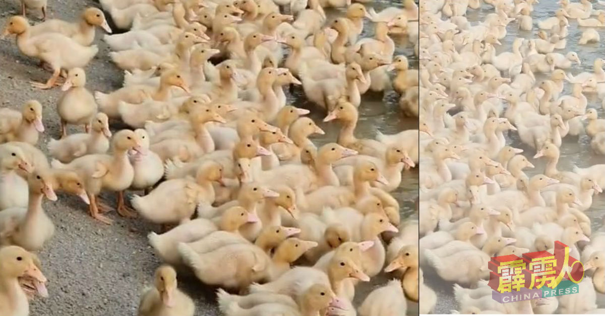 无使用催化剂下，即采用天然饲料喂养的鸭子，从幼鸭长至成熟周期为46天。