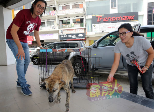 拉曼丁（左）首次自费替在杨加森路一带的老狗Ringo进行节育手术，它已返回杨加森路的“老家”。