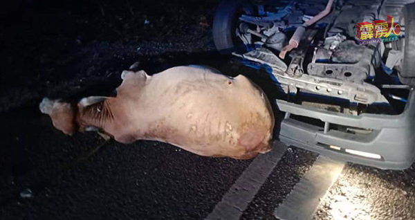 牛只被轿车撞毙。