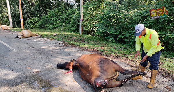 公共工程局的承包商工人正在移走遭撞死的牛只。