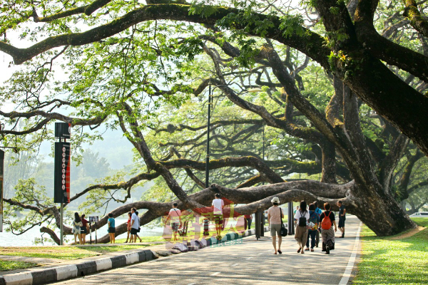 2年前打造的雨树步行道，提升旅游吸引力成为打卡焦点。