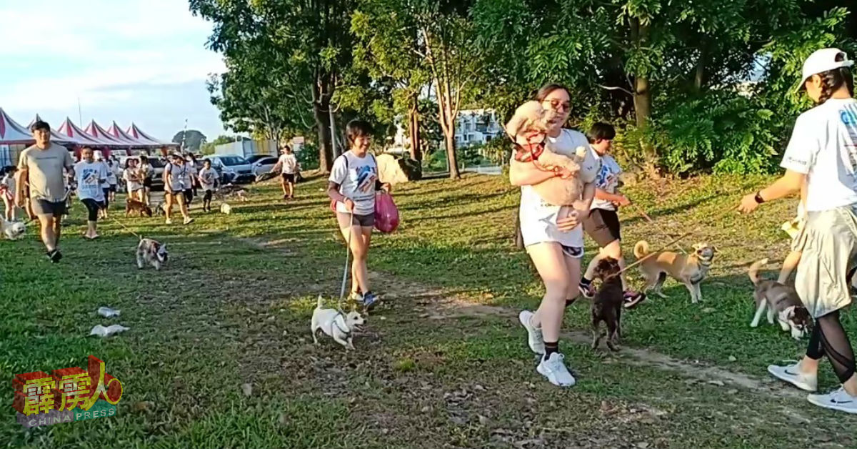 一些参与义跑的宠物狗竟赖着不走，宠物狗主人索性抱着心爱的狗狗一起奔跑。