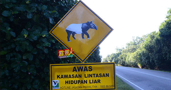 联邦公路设立告示牌，提醒公路使用者注意马来貘的出现。