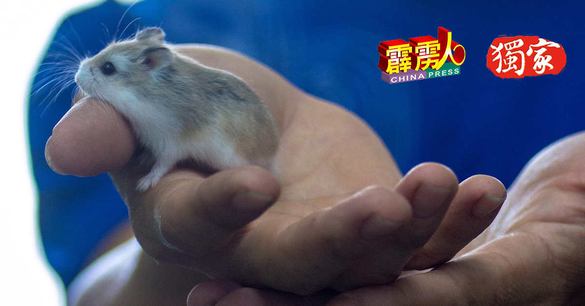 成年短尾侏儒仓鼠，整隻比手掌还要小。