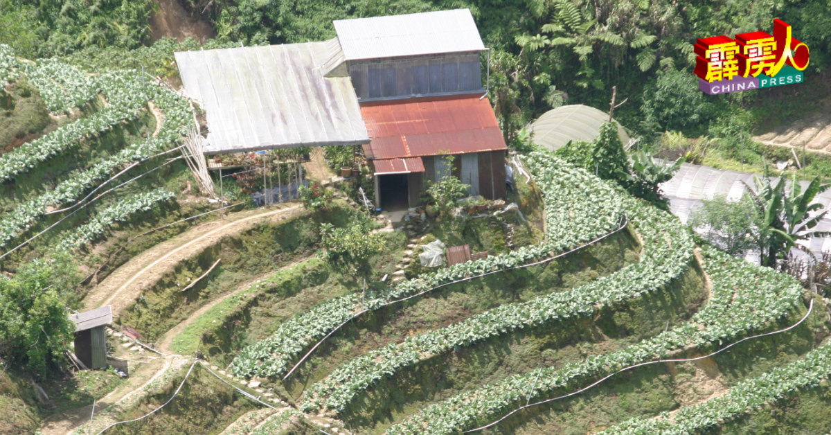 金马崙农业地新政策即日生效，彭亨州务大臣旺罗斯迪宣布金马崙属于“土地临时使用准证（TOL）”的农业地交由彭亨州企业公司管理。