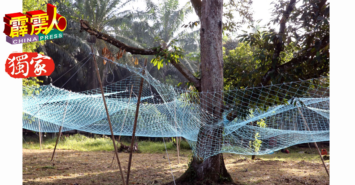 陈建春在榴槤收成季节时，在园内树下张立起特订的大网，以防榴槤掉下时受到损伤。