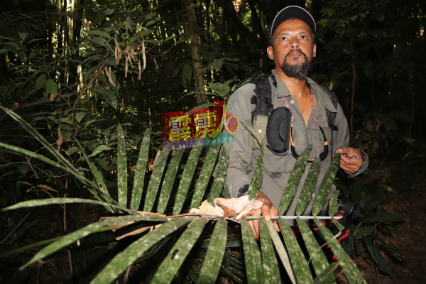 导游为参与森林远足的游客，讲解森林内各植物等用途。