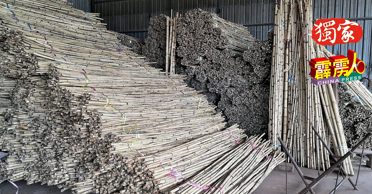 黄振雄工厂的藤枝，堆积如山。
