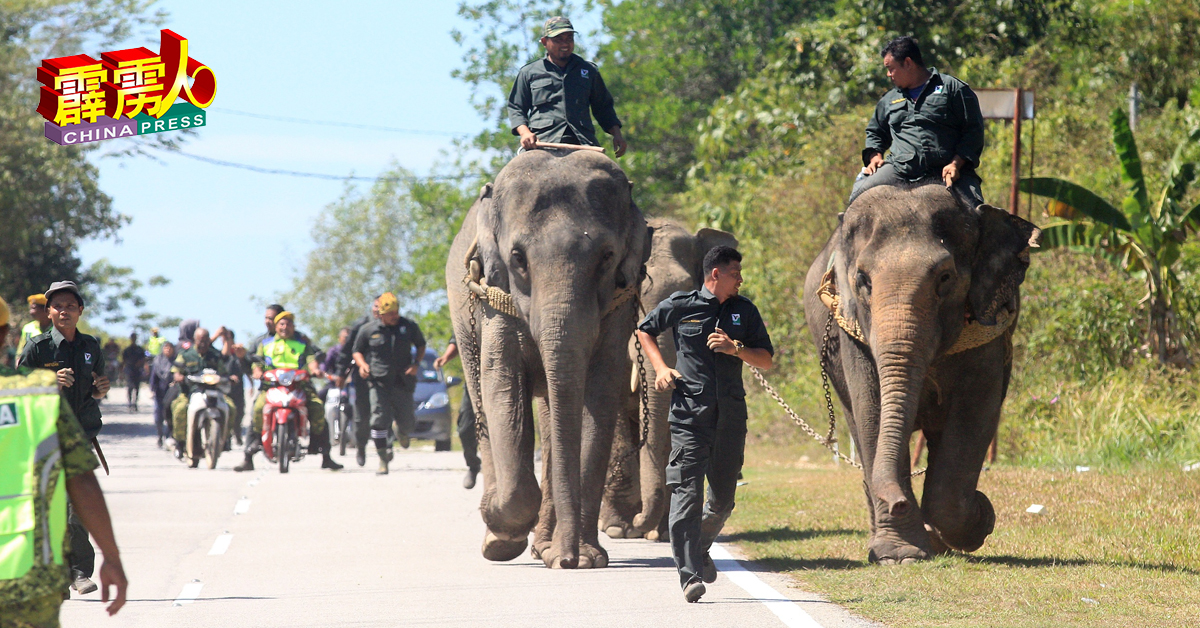 整个迁象过程并不容易，当局从国家大象保护中心带来两头驯化大象充当“说客”将野象夹在中间，半推半就下一起步行逾200公尺，去到备候多时的拖格罗里
