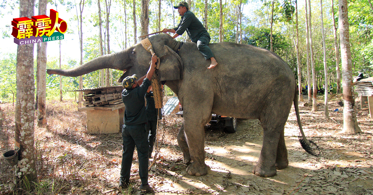 野生动物保护局人员，准备为驯化大象，穿上“迁象装备”。
