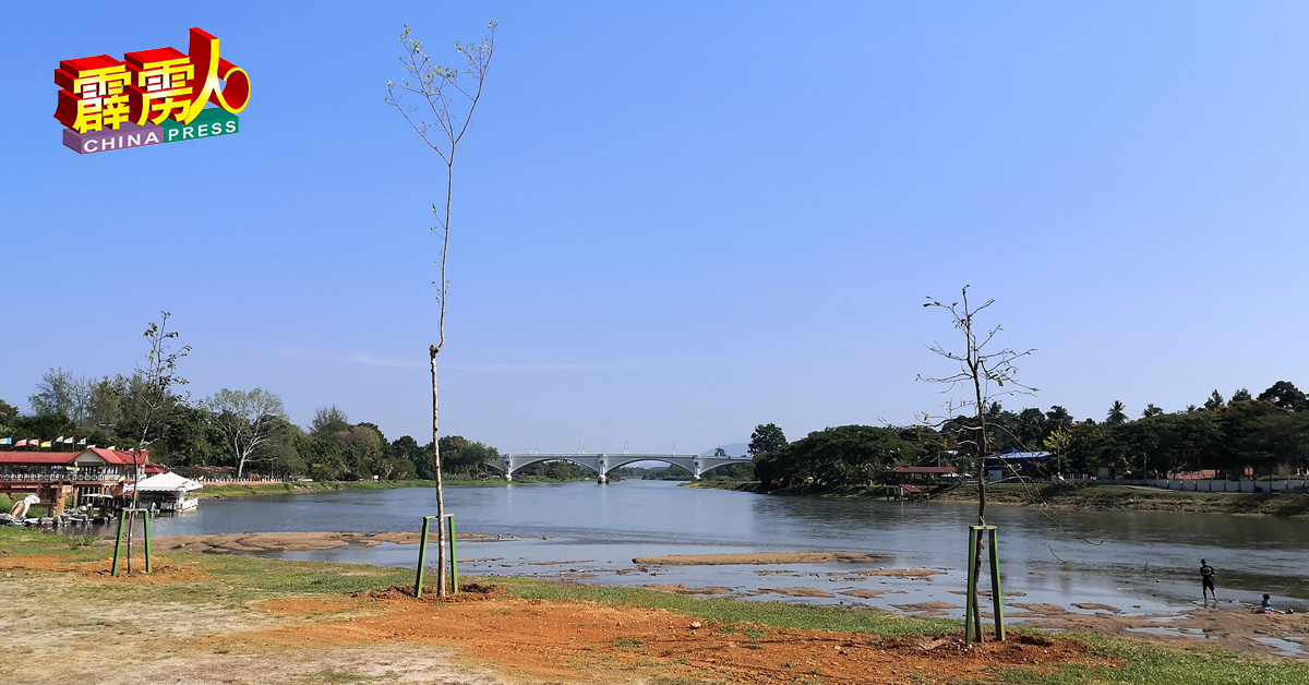 木麻黄树已种在文化广场的河边地区。