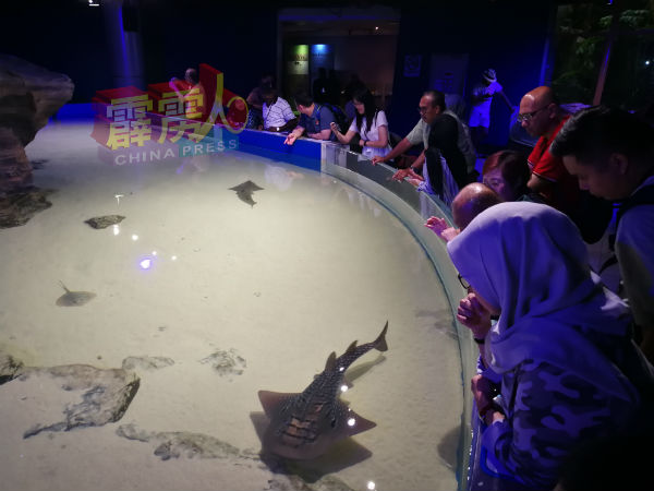鳐鱼区是内海底世界水族馆新增的重点项目，浅缸养殖多条不同品种的魔鬼鱼，让民众可近距离观看。