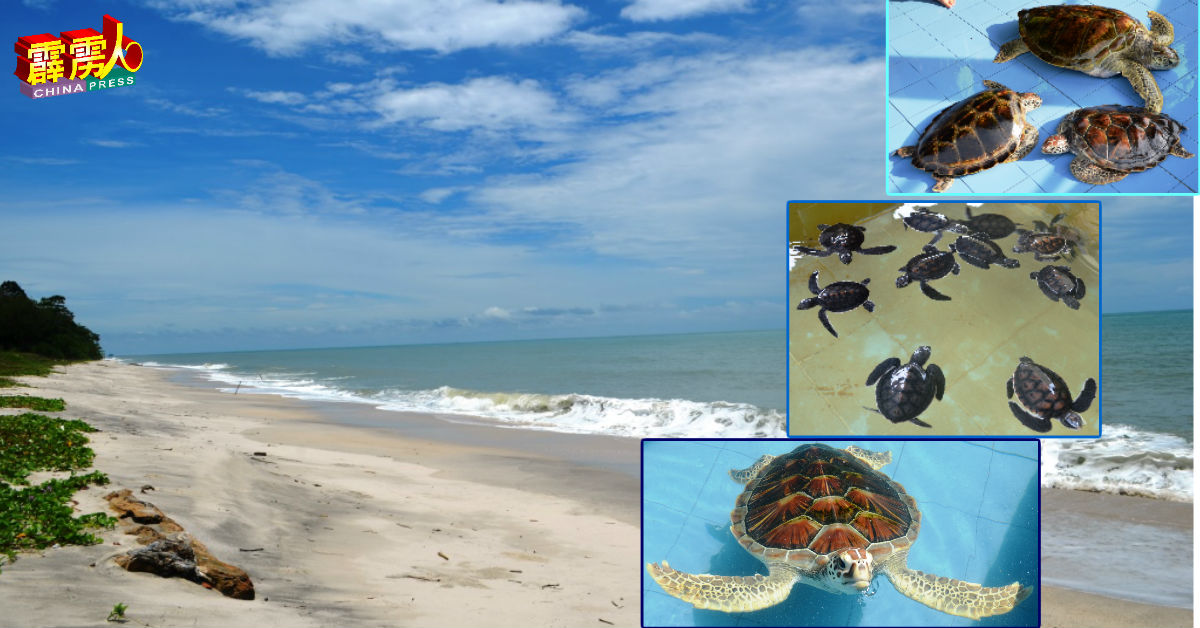 昔加里的巴西班让海滩，是霹州目前拥有最多海龟登陆下蛋的海岸线。