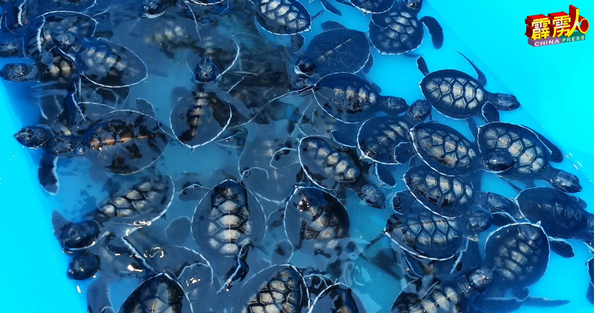 大会释放200隻的小海龟返回大海，提倡爱护海龟及海洋生态的理念。