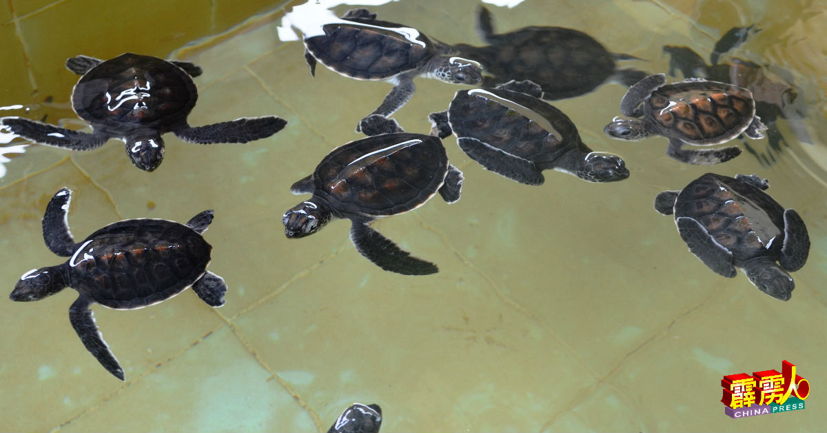 B08：2018年的海龟蛋成功孵化为小海龟的机率高达75%，创下霹州近5年海龟蛋孵化率最高的纪录。