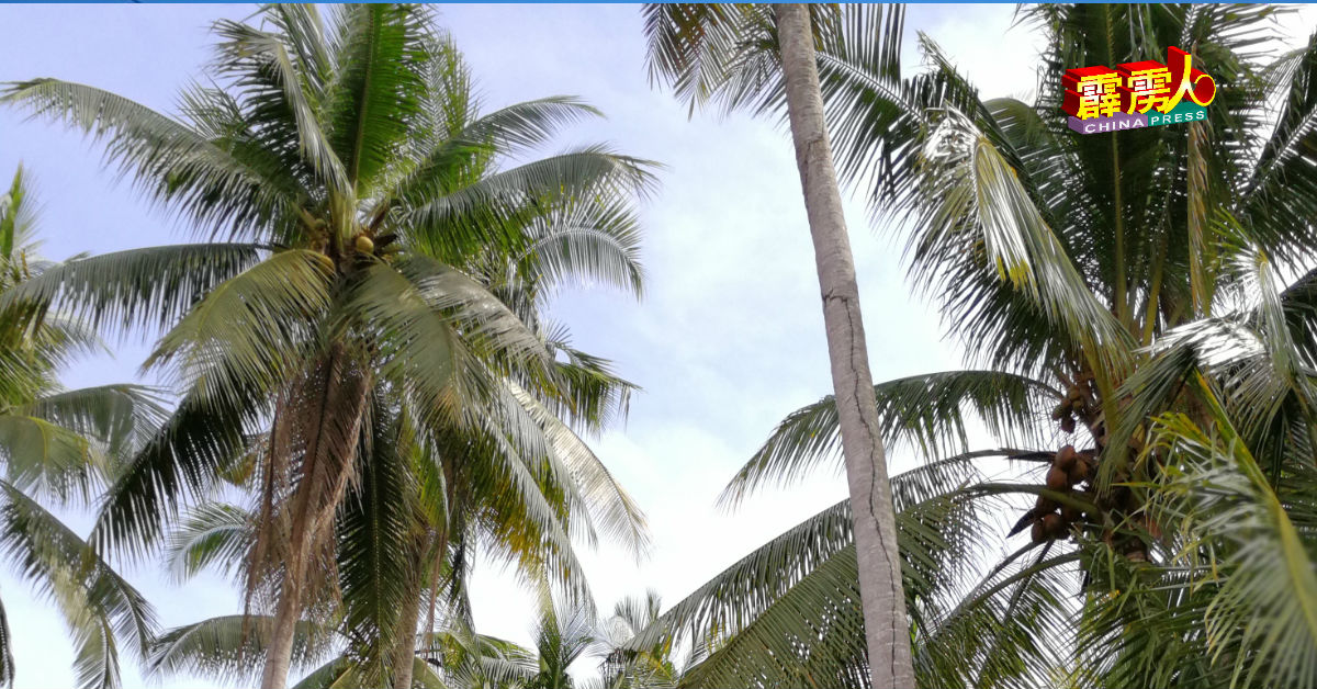 峇眼拿督椰子种植业未受影响。