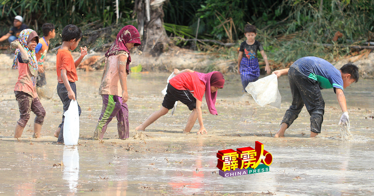 泥芭捉鱼的参赛者，皆努力在泥里捕鱼。