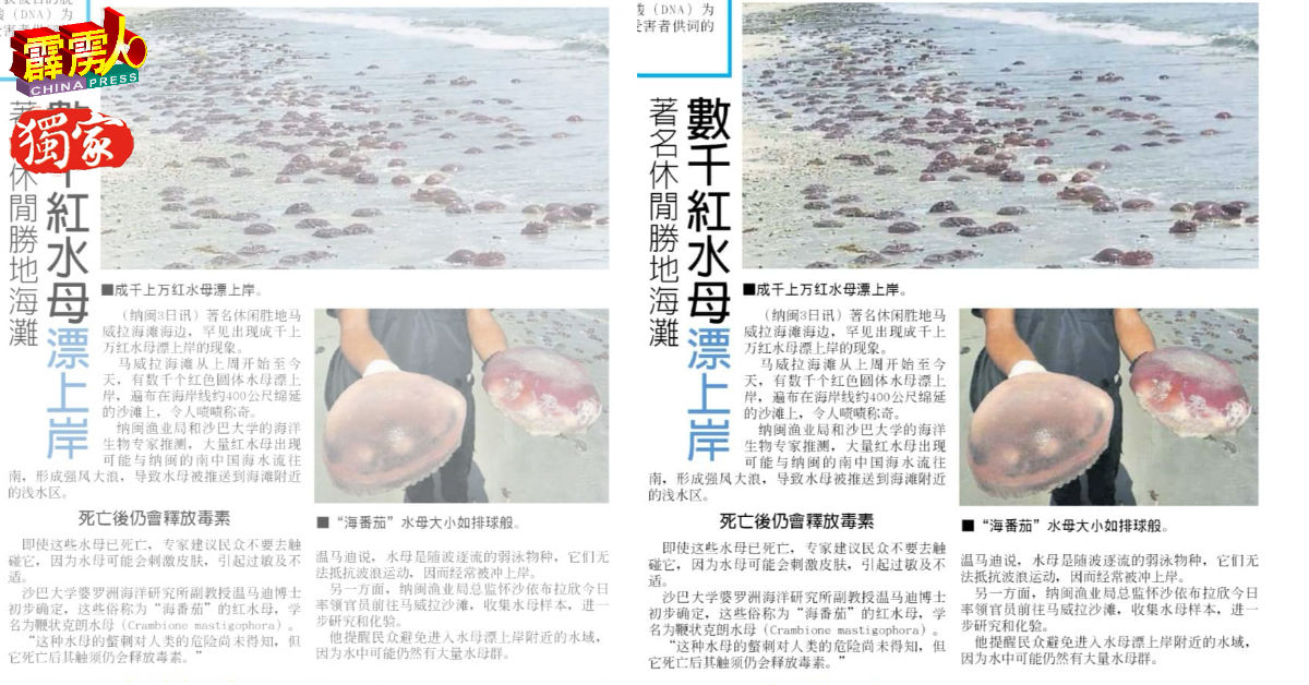 大量的“鞭状克朗水母”群被海浪冲至纳闽着名休闲胜地马威拉海滩上。（档案照）