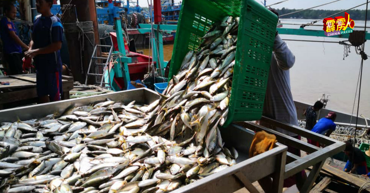 偏这时候是甘望鱼大丰收季节，却随疫情而销量大受冲击。