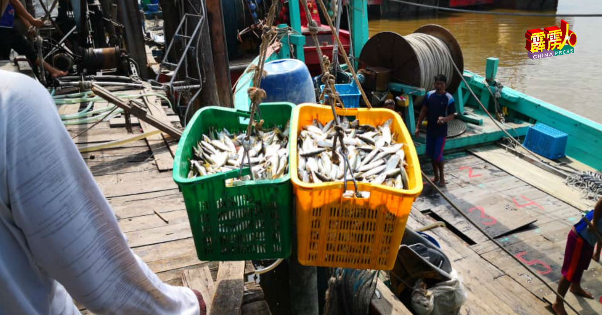渔民正从渔船处，运上大量的甘望鱼。